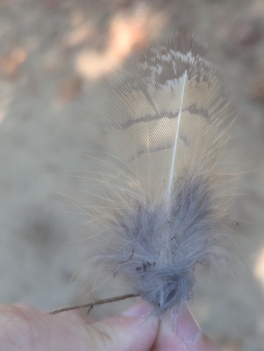 View observation of {o.common_name} on iNaturalist
