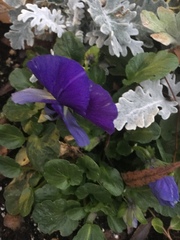 Viola × wittrockiana