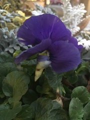 Viola × wittrockiana