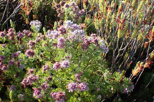 Bredasdorp Sceptre (Paranomus abrotanifolius)