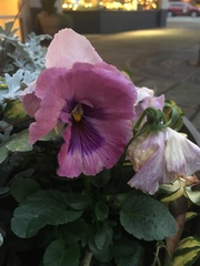 Viola × wittrockiana