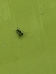Camponotus
