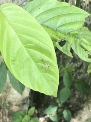 Diptera