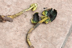 Lepiota trichroma