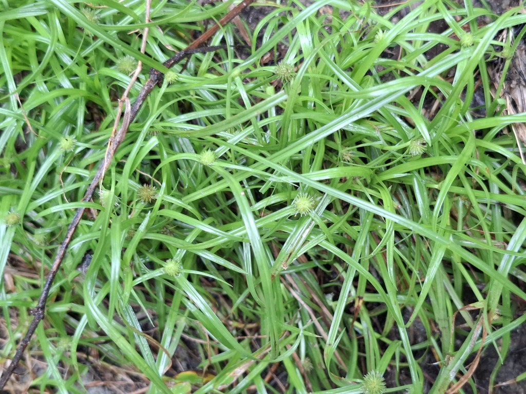 Globe Kyllinga (Cyperus brevifolius)