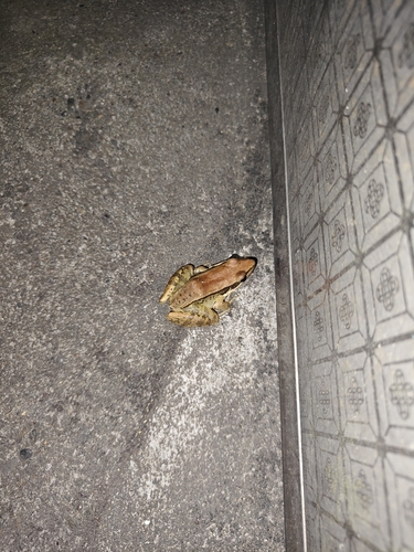 Guenther's Frog