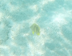Chaetodon rainfordi
