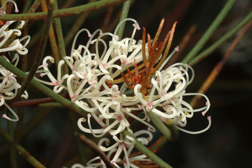 Hakea rostrata F.Muell.