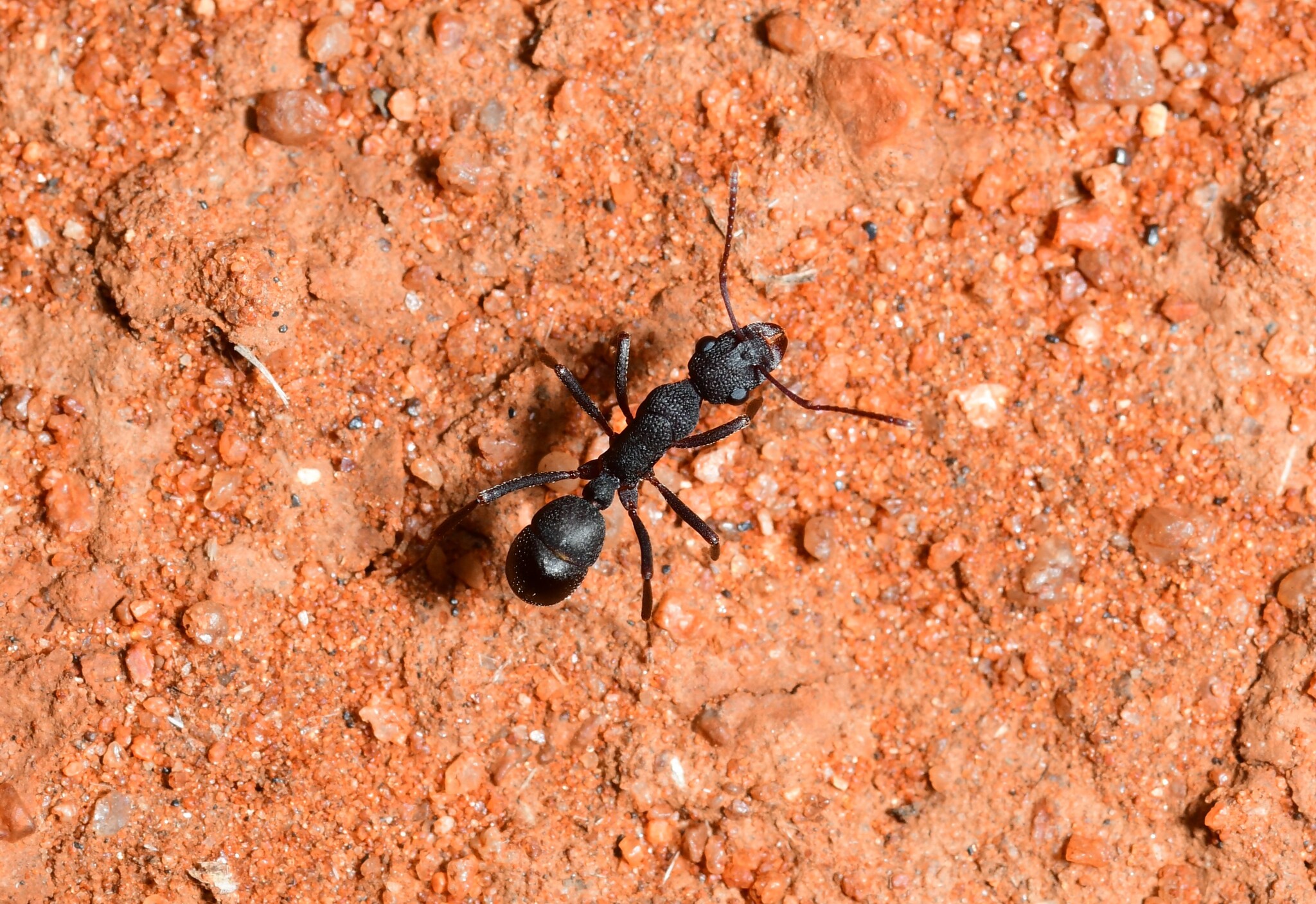 Rhytidoponera tyloxys