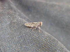 Agandecca