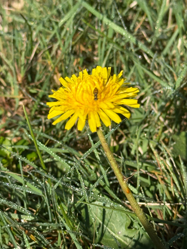 Unknown species found near Elm St, Guilford, CT, US