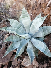 Agave colorata