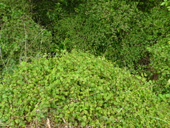 Fuchsia perscandens