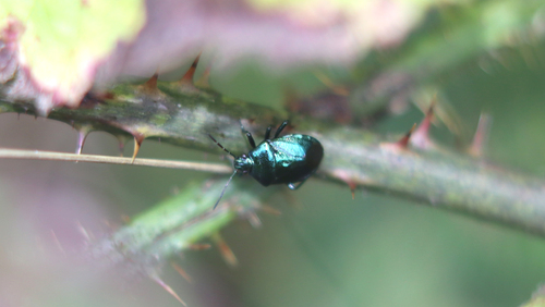 Zicrona caerulea