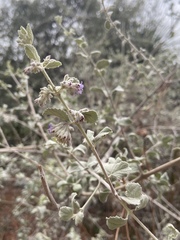 Condea
