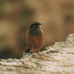 Emberiza godlewskii