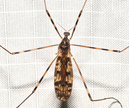 Unknown species found near Hamden, CT, USA