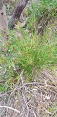 Cyperus vaginatus