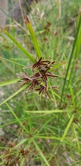 Cyperus vaginatus