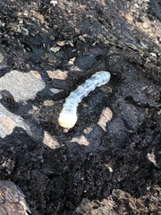 Coleoptera