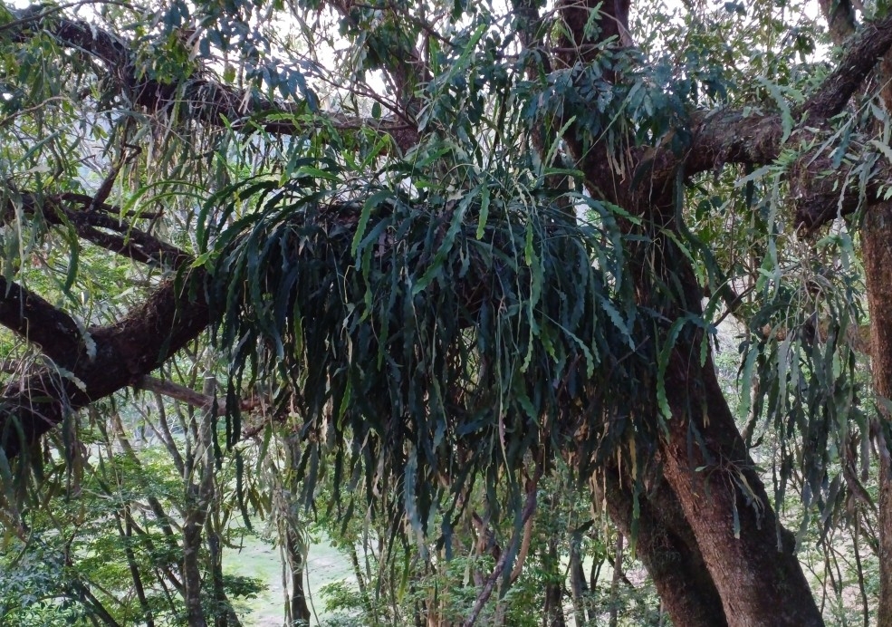 Epiphyllum phyllanthus