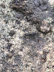 Pachycondyla harpax