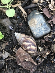 Lissachatina fulica