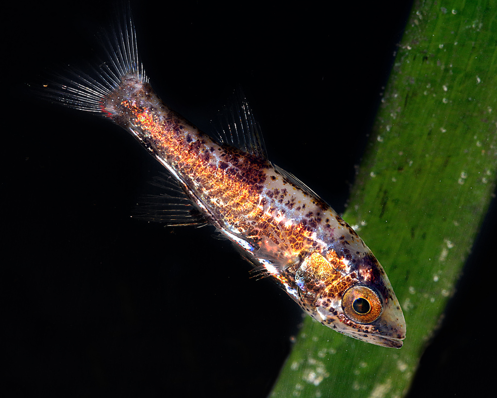 Siphonfish