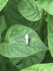 Lepidoptera