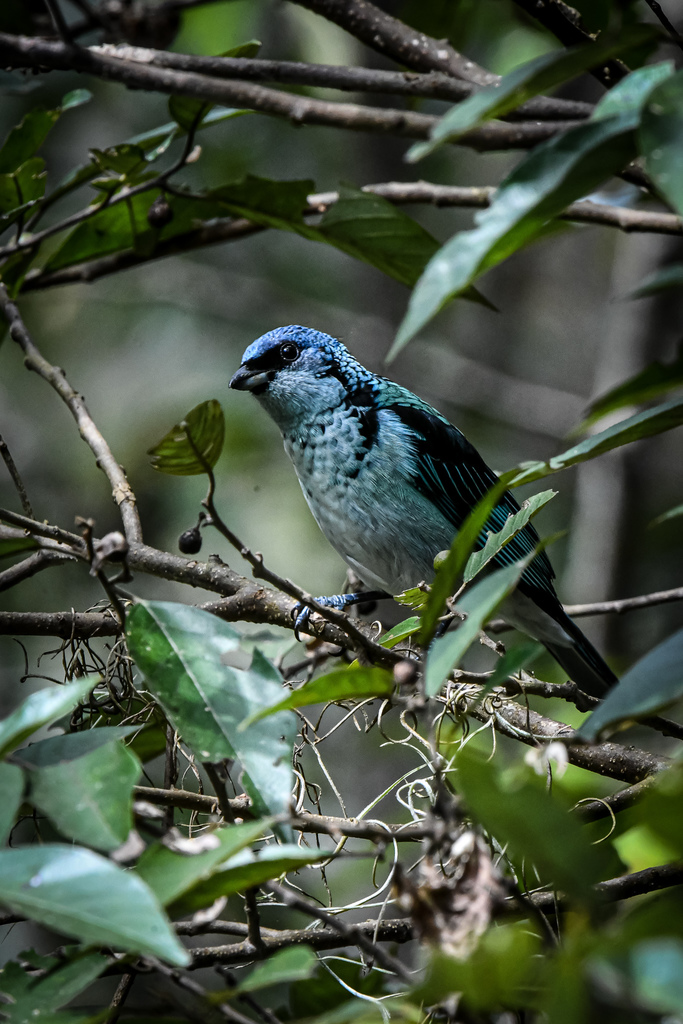 Azure-rumped Tanager (Poecilostreptus cabanisi) photo