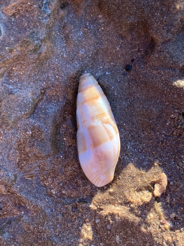 Quasimitra variabilis observed 2025-10-06