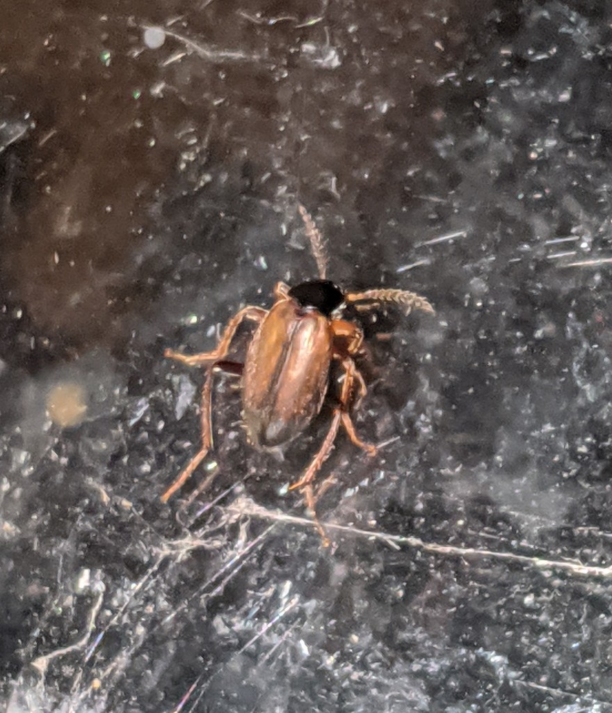 Catoptrichus frankenhaeuseri