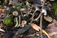 Faerberia carbonaria