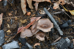 Faerberia carbonaria