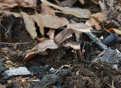 Faerberia carbonaria