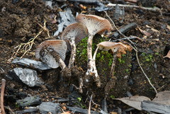 Faerberia carbonaria