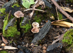 Faerberia carbonaria