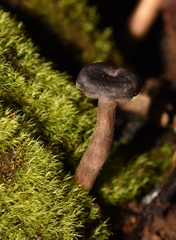 Faerberia carbonaria