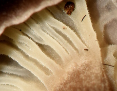 Faerberia carbonaria