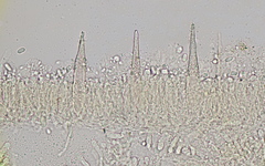 Faerberia carbonaria