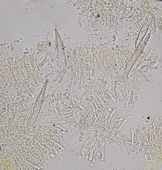 Faerberia carbonaria