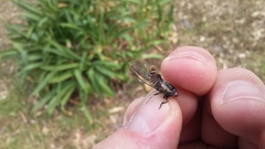 Popplepsalta notialis