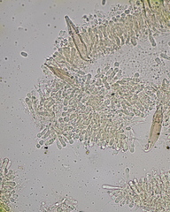 Faerberia carbonaria