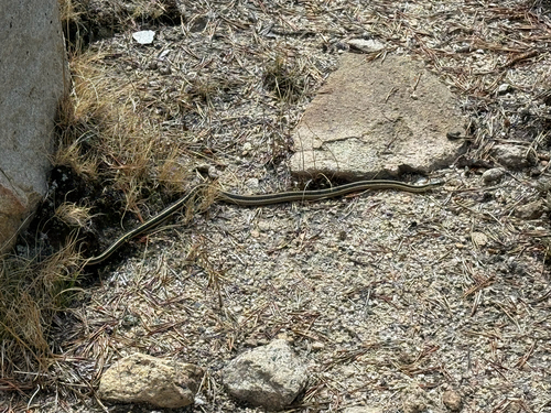 iNaturalist observation photo of Garter Snakes