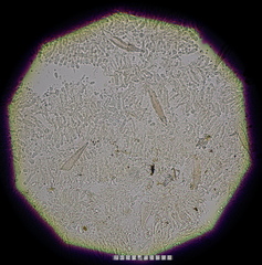 Faerberia carbonaria