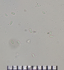 Faerberia carbonaria