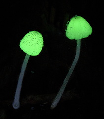Mycena perlae