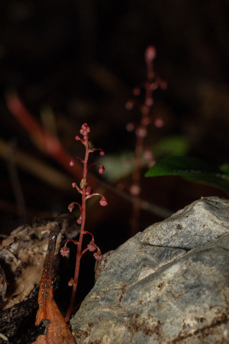 Sciaphila tenella iNat (1)