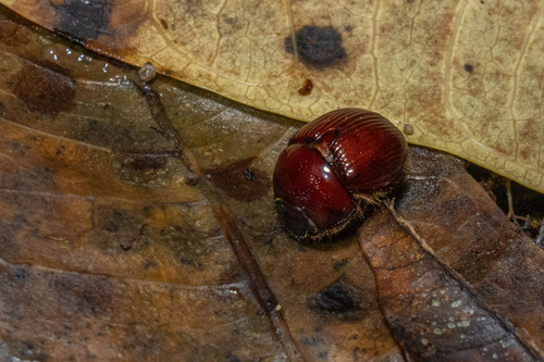 Bolbelasmus shibatai