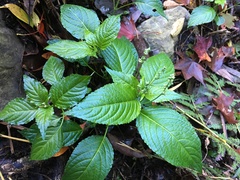 Mercurialis leiocarpa
